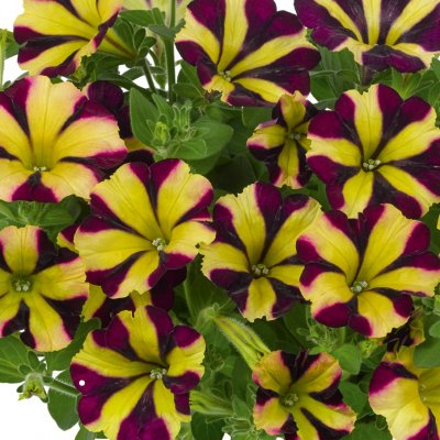 Petunia, Stickling, Amore ™ Fiesta 3-pack