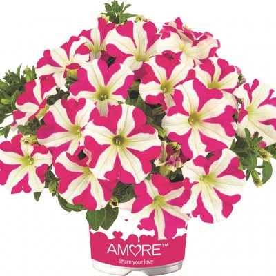 Petunia, Stickling, Amore ™ Pink Hearts