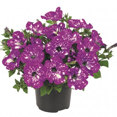 Petunia, Stickling, Constellation ™ Aries