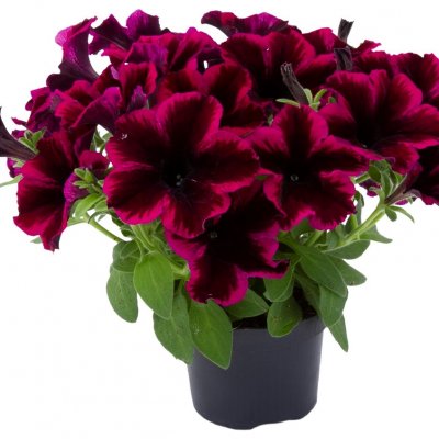 Petunia, Stickling, GO!Tunia ® Cosmic Purple