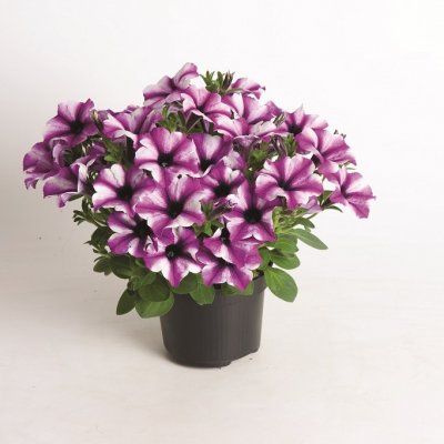 Petunia, Stickling, Rose Stardust