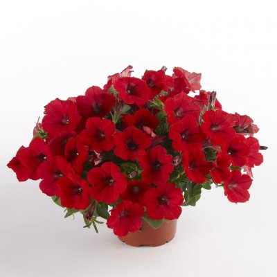 Petunia, Stickling, Surfinia ® Dark Red