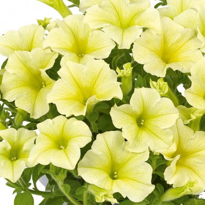 Petunia, Stickling, Viva ® Austria Yellow 3-pack