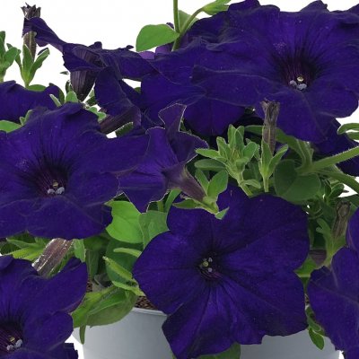 Petunia, Stickling, Viva ® Blue Stardust 3-pack