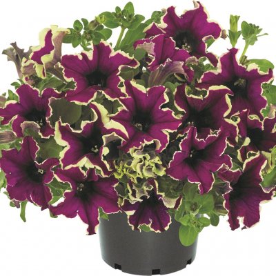 Petunia, Stickling, Viva ® Eclipse