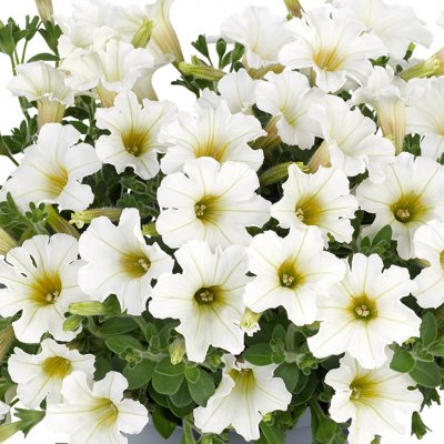 Petunia, Stickling, Vivini ™ White 3-pack
