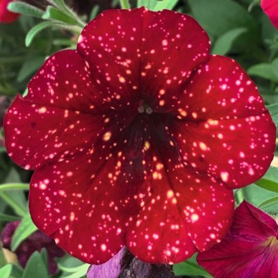 Petunia x hybrida AlpeTunia ® Burgundy Sky