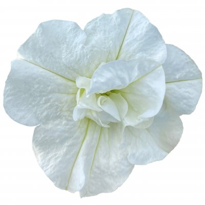 Petunia, Stickling, SweetSunshine ® Pure White 2-pack