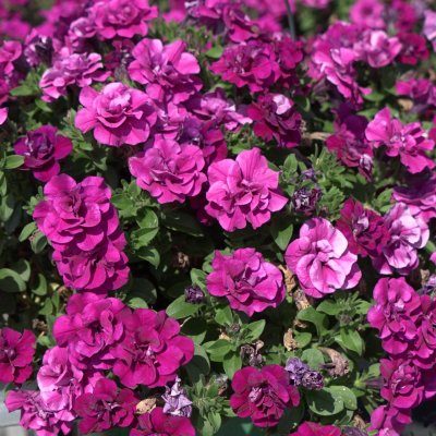 Petunia x hybrida SweetSunshine ® Double Purple