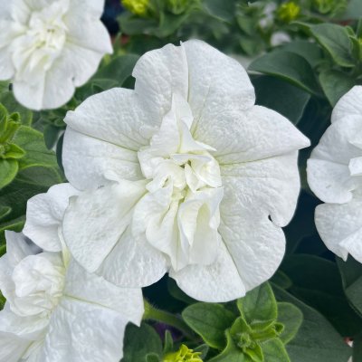Petunia, Stickling, SweetSunshine ® Pure White 2-pack