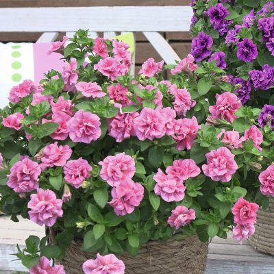 Petunia x hybrida Sweetsunshine ® Pink Red Vein