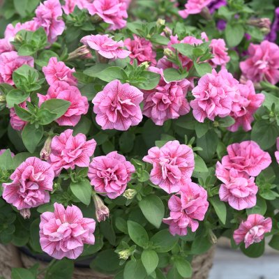 Petunia, Stickling 3-pack