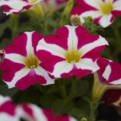 Petunia, Stickling, Amore ™ Pink Hearts 2-pack