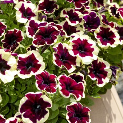 Petunia, Stickling, GO!Tunia ® French Kiss 2-pack