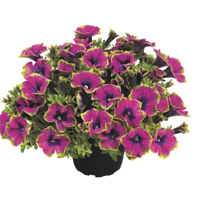 Petunia, Stickling, Veranda ™ Little Picasso 3-pack