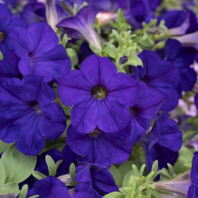 Petunia, Stickling 3-pack