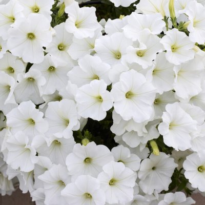 Petunia, Stickling 3-pack