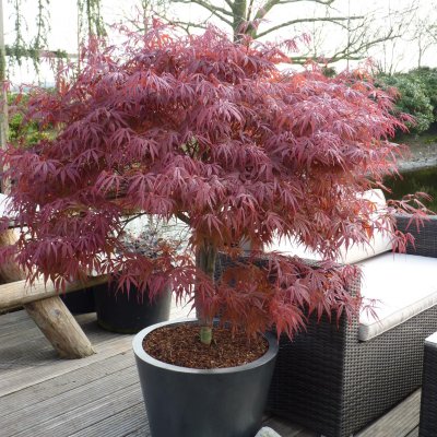 Acer palmatum Pevé Dave