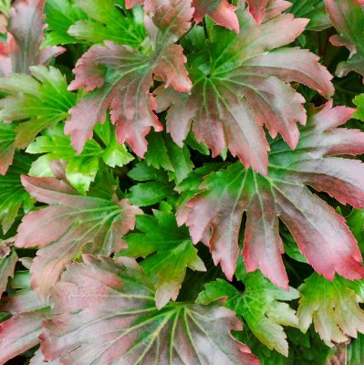 Mukdenia rossii Karasuba ® (Crimson Fans), Lönnbräcka, P11cm