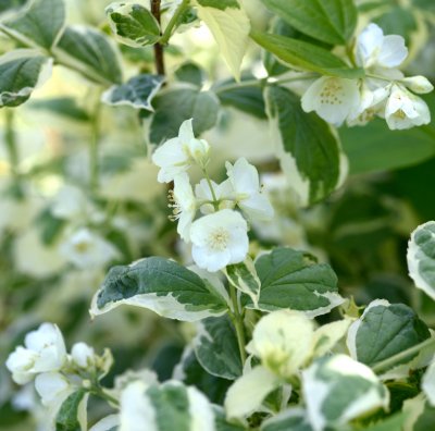 Philadelphus coronarius Variegatus, Doftschersmin, C3