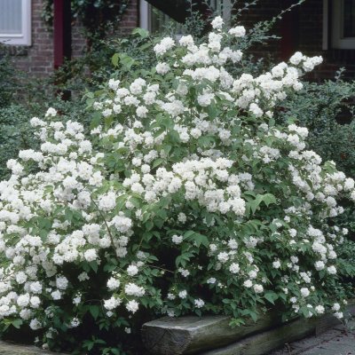 Philadelphus Dame Blanche, Schersmin