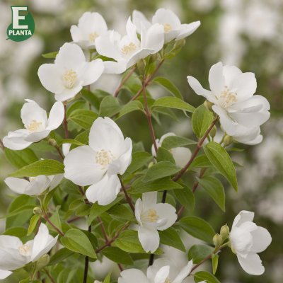 Philadelphus Orion ® E (BPh 4), Schersmin, busk C3,5