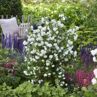 Philadelphus Pearls of Perfume ™, Schersmin