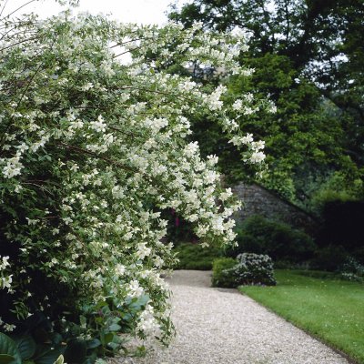 Philadelphus x lemoinei, Småblommig schersmin