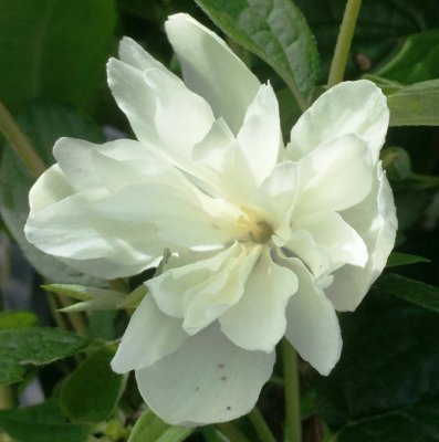 Philadelphus x virginalis Snowbelle, Kameliaschersmin, C5