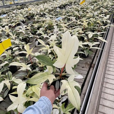 Philodendron Florida Ghost