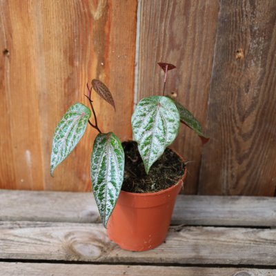 Philodendron Crocatum