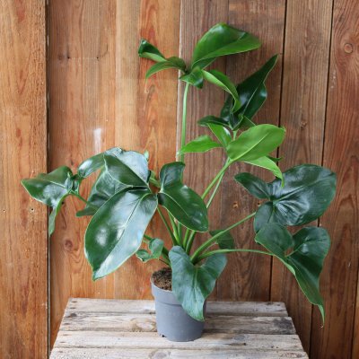 Philodendron Fun Bun