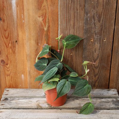 Philodendron Micans