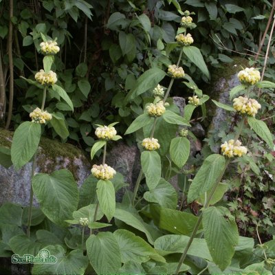 Phlomis russeliana, Gul Lejonsvans, C11cm