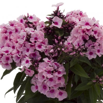 Phlox paniculata Famous ™ Pink Eye