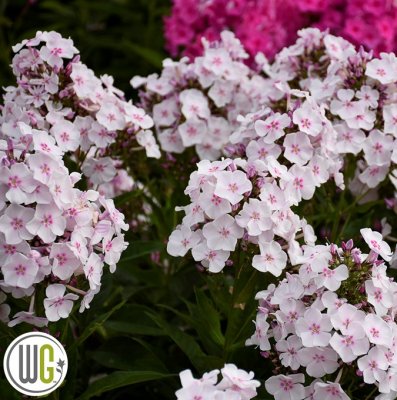 Phlox paniculata Party Girl ®, Höstflox, SQ1