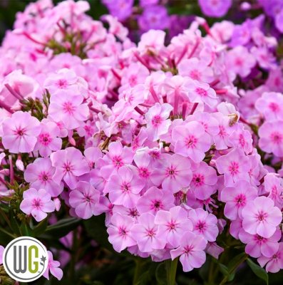Phlox paniculata Uptown Girl ®, Höstflox