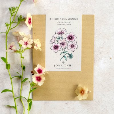 Flox, Sommar-, Cherry Caramel