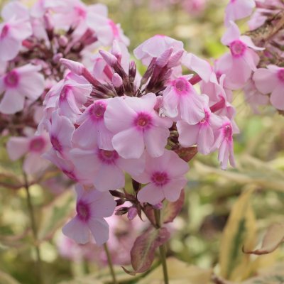 Phlox paniculata Warsaw Sunrise ®, Höstflox, P11cm