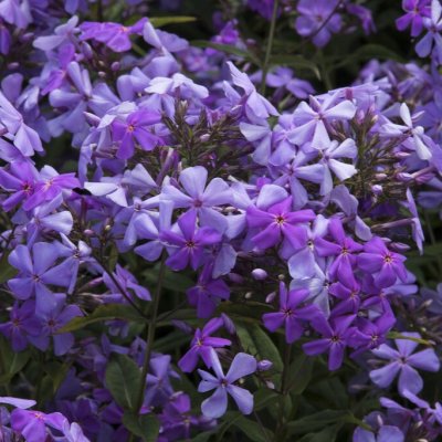 Phlox amplifolia Great Smoky Mountains