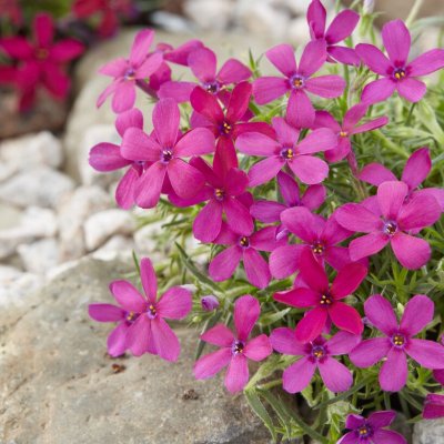 Phlox douglasii Ochsenblut