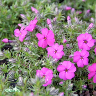 Phlox douglasii Red Admiral, Kuddflox, C11cm