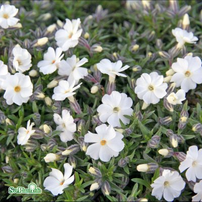 Phlox douglasii White Admiral, Kuddflox, C11cm