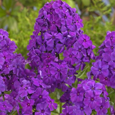Phlox paniculata Lila, Höstflox, 1st