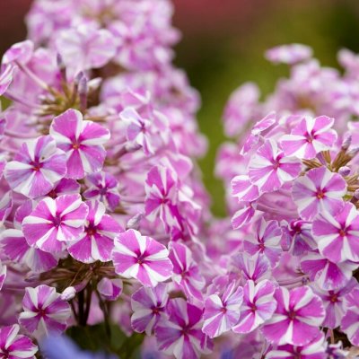 Phlox maculata Natascha, Prickflox, SQ1