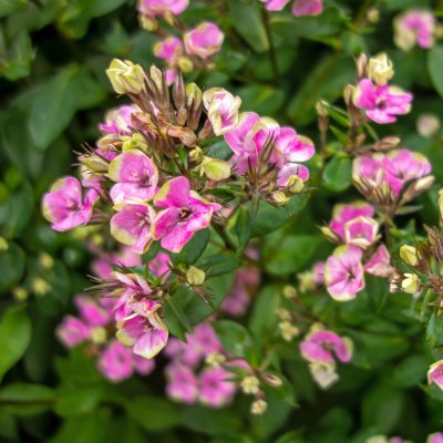 Phlox paniculata Neon™ Aureole ®, Höstflox, C13cm