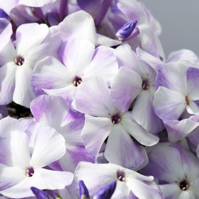 Phlox paniculata Blue Flame ®, Höstflox, SQ1