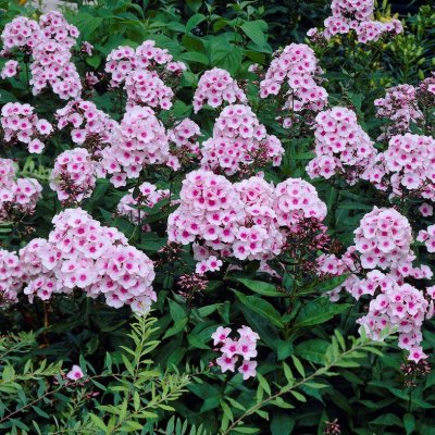 Phlox paniculata Bright Eyes, Höstflox, C11cm