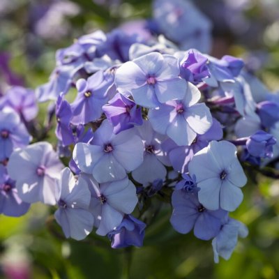 Phlox paniculata Donau