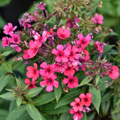 Nepeta faassenii Amelia, Kantnepeta / Kattmynta, C11cm
